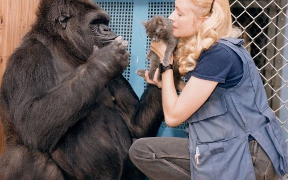 
What can gorilla Koko teach us