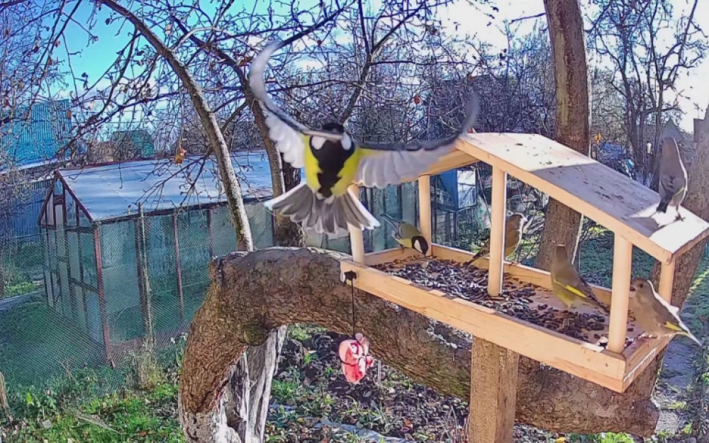 
How I made a video broadcast of a bird feeder