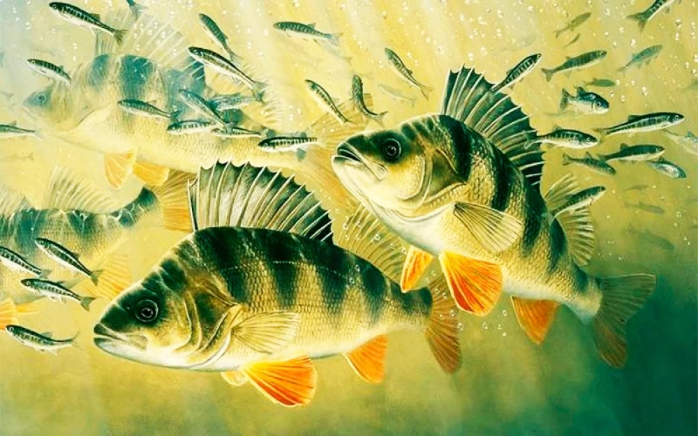 
Ruling perch with SeteZor