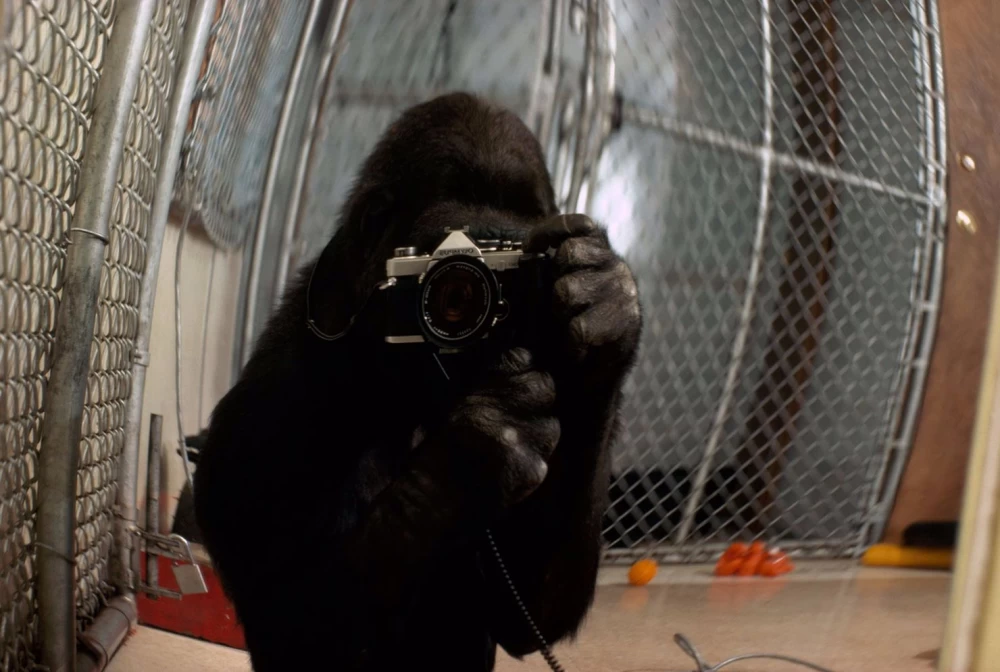 
Koko demonstrates her artistic abilities by drawing a picture.
