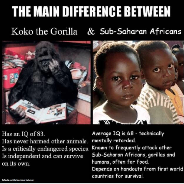 
Gorilla Koko hugs a kitten, showing her tenderness and care.
