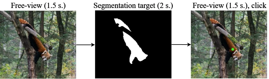How Homo clickus helps in image segmentation
