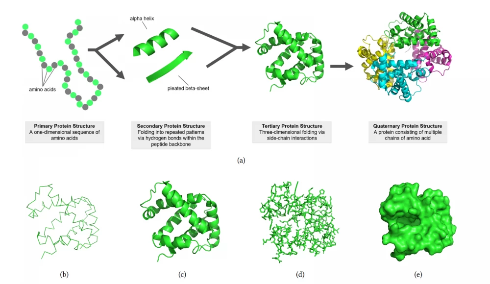 Various representations of the protein structure. Source: https://arxiv.org/pdf/2409.17726 