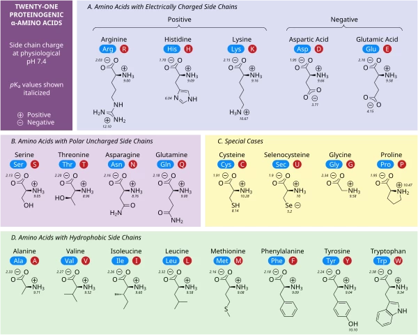 Illustration of the diversity of amino acids. Source: https://en.wikipedia.org/wiki/Amino_acid https://en.wikipedia.org/wiki/File:ProteinogenicAminoAcids.svg