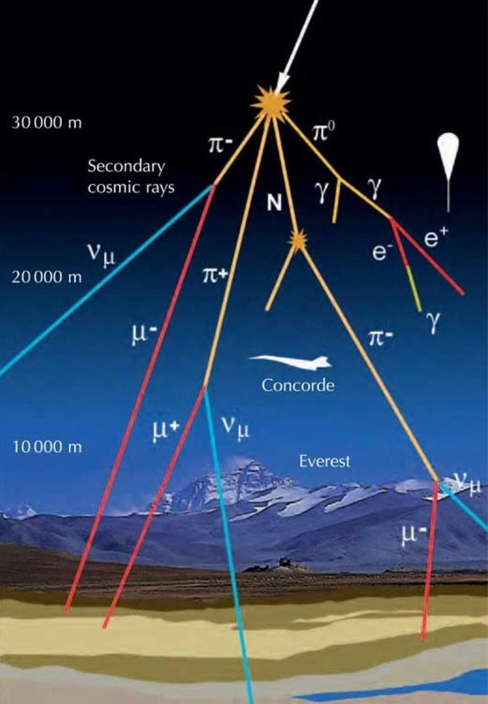 Although cosmic ray showers are a common phenomenon for high-energy particles, mainly photons, muons, neutrinos, and electrons reach the Earth's surface. Almost all neutrinos produced by cosmic ray showers are muon neutrinos, but this does not mean that all detected neutrinos will be muon neutrinos, as they oscillate. Despite the high energies of these particles, they show no signs of violating baryon (or lepton) number.