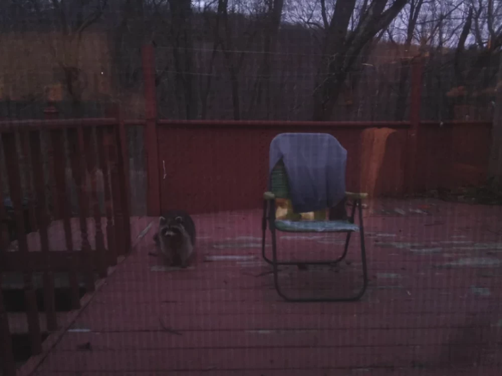 Sometimes raccoons come too