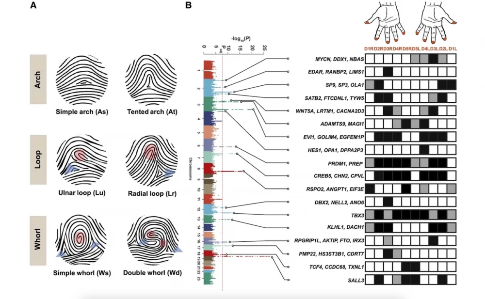 Fingerprints and related genes