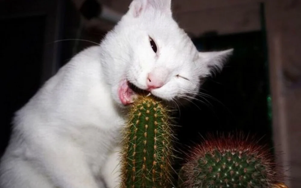 Implementation of your own NGFW on your own infrastructure: how we ate the cactus and what came of it