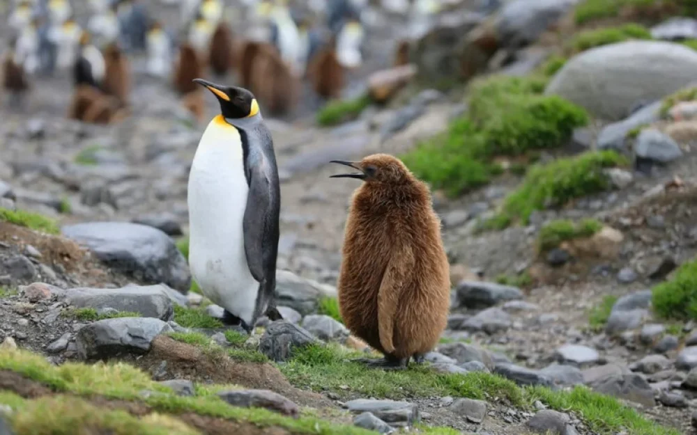 Linux 6.19: results of the sixth branch and transition to 7.0. What’s new and what has changed?