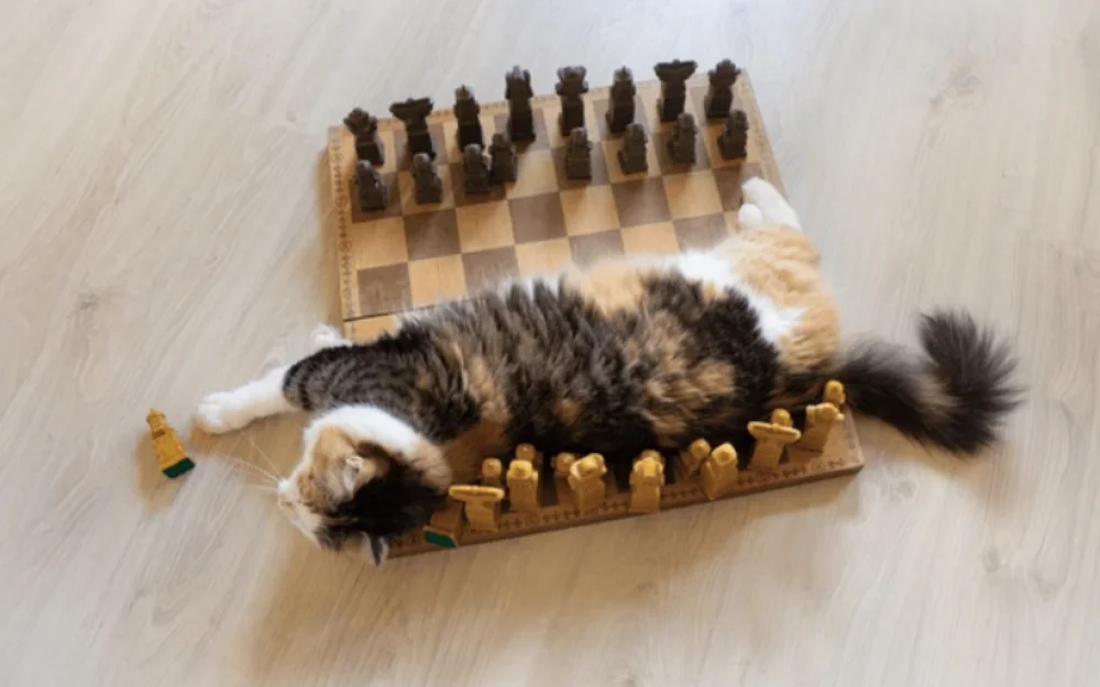My experience with project monetization: correspondence chess with Paddle